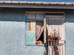 05B Cat in the window of a light blue coloured house with plants hanging down on West Rd between 1st and 2nd Streets Trench Town Kingston Jamaica 11-4-12,9,0